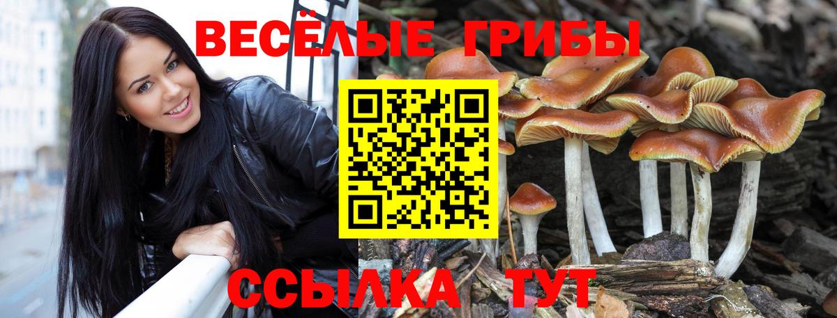 Галлюциногенные грибы GOLDEN TEACHER Карачаевск